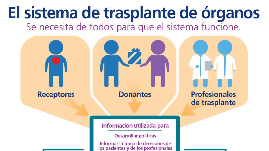 El sistema de trasplante de órganos